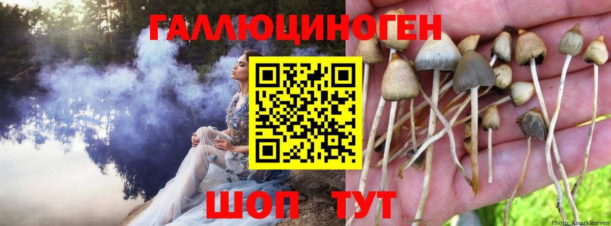 Майский  закладка  Псилоцибиновые грибы Magic Shrooms  Вход с VPN  Галлюциногенные грибы GOLDEN TEACHER 